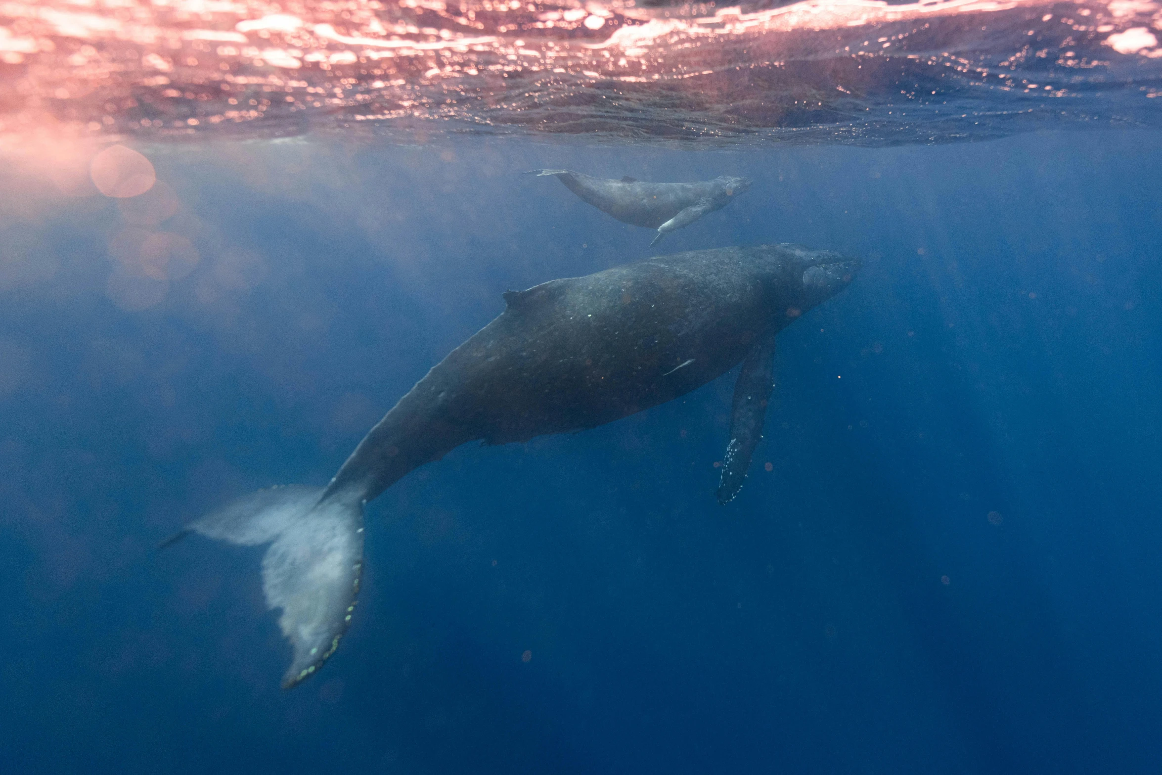 a couple of humpback whales swimming in the ocean, unsplash contest winner, hurufiyya, sparkling in the sunlight, bottom angle, 🦩🪐🐞👩🏻🦳, taken in the late 2010s