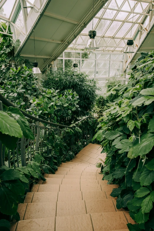 a walkway in a greenhouse with lots of plants, a cartoon, inspired by Thomas Struth, unsplash contest winner, lush garden spaceship, plant specimens, large tall, a green