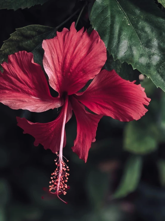 a close up of a red flower on a tree, unsplash photography, puerto rico, multiple stories, indoor picture