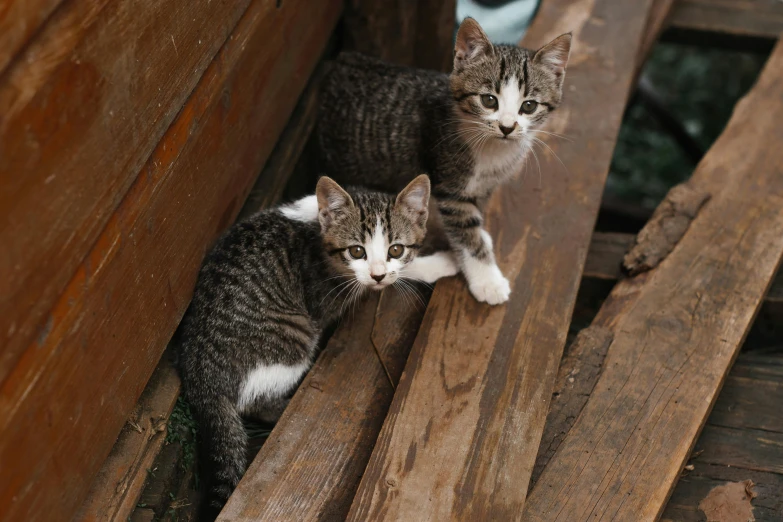 a couple of cats sitting on top of a wooden bench, facing the camera