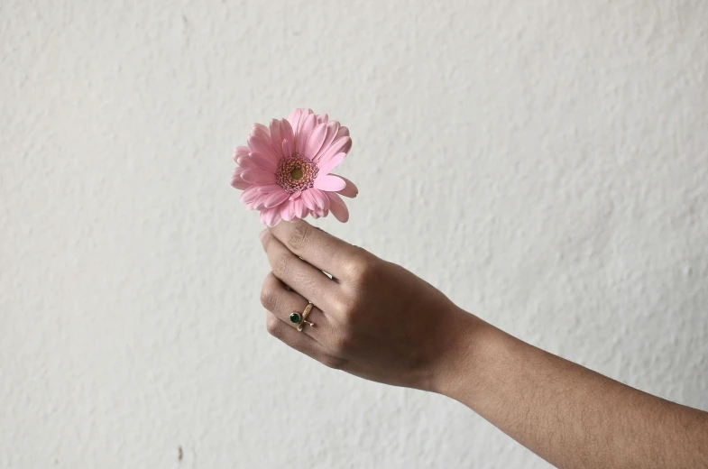 a person holding a pink flower in their hand, by Lucia Peka, aestheticism, wearing two metallic rings, set against a white background, minimalistic background, instagram post