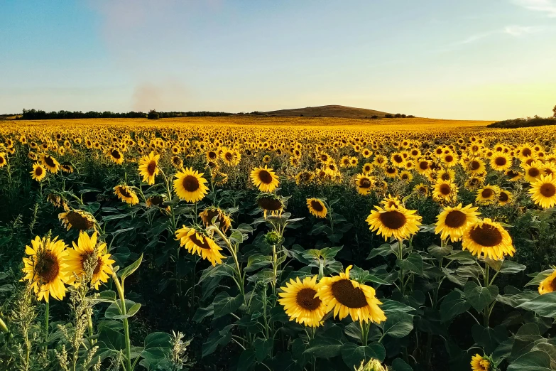 a field of sunflowers on a sunny day, pexels contest winner, 🦩🪐🐞👩🏻🦳, early evening, sprawling, instagram post