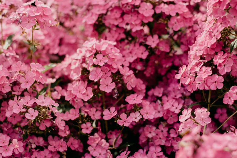 a close up of a bunch of pink flowers, by Emma Andijewska, unsplash, fan favorite, f 1.4 kodak portra, verbena, lobelia