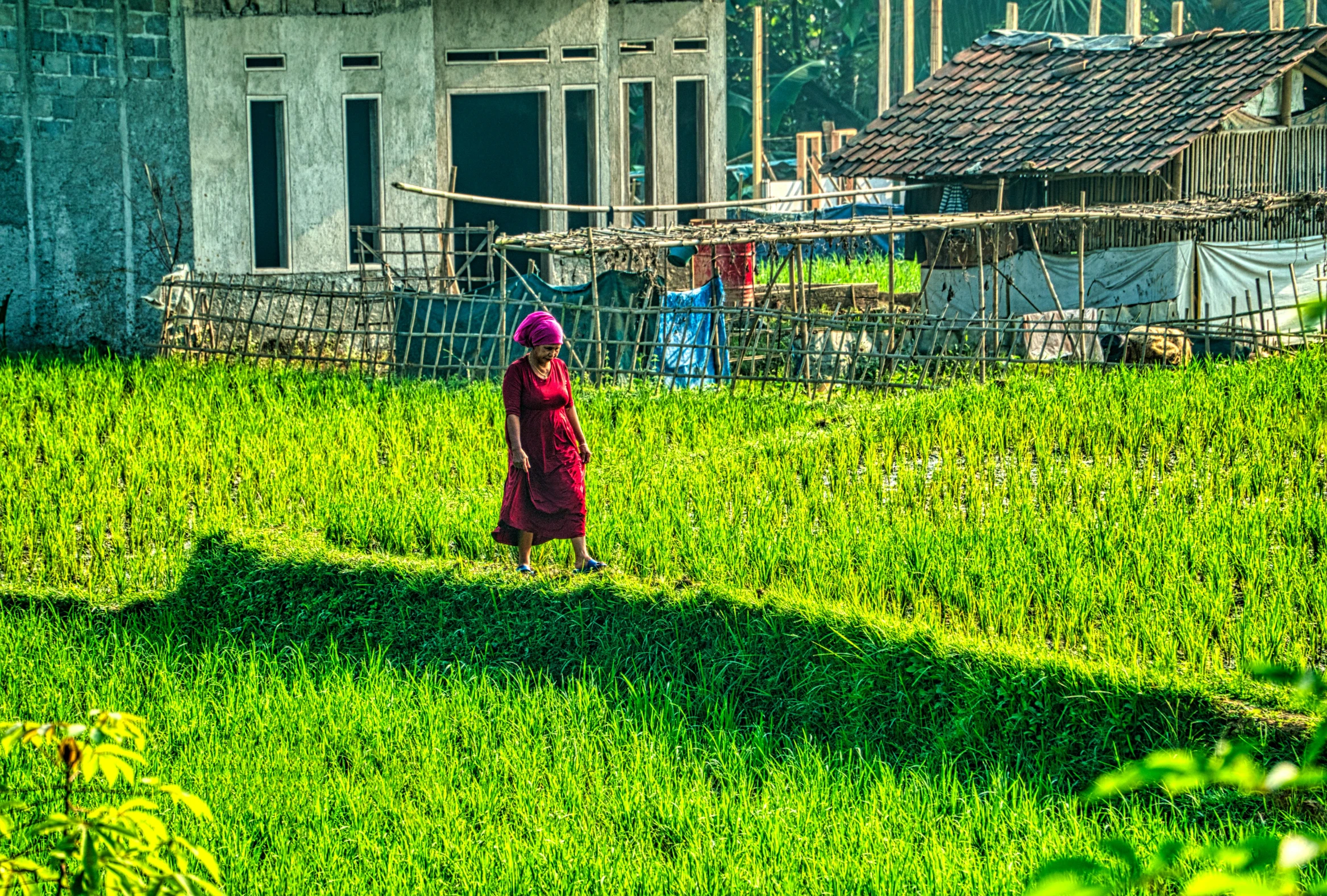 a woman standing on top of a lush green field, inspired by Steve McCurry, pexels contest winner, sumatraism, in a village street, crimson themed, hdr color, farming