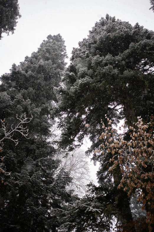 a group of trees that are standing in the snow, towering over the camera, ((trees)), taken on a 2010s camera, snowing outside