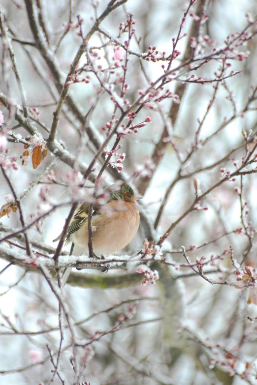 a bird sitting on top of a tree branch, with frozen flowers around her, snowy weather, draped in fleshy green and pink, promo image