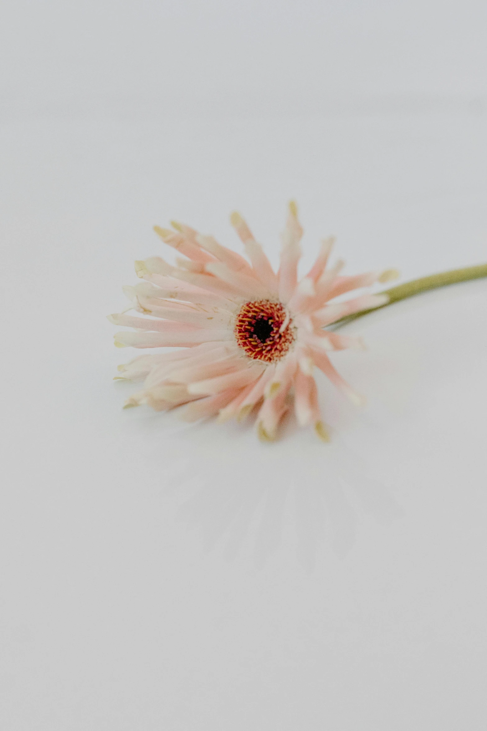 a single pink flower on a white surface, albino hair, forward facing, ivory and copper, no cropping