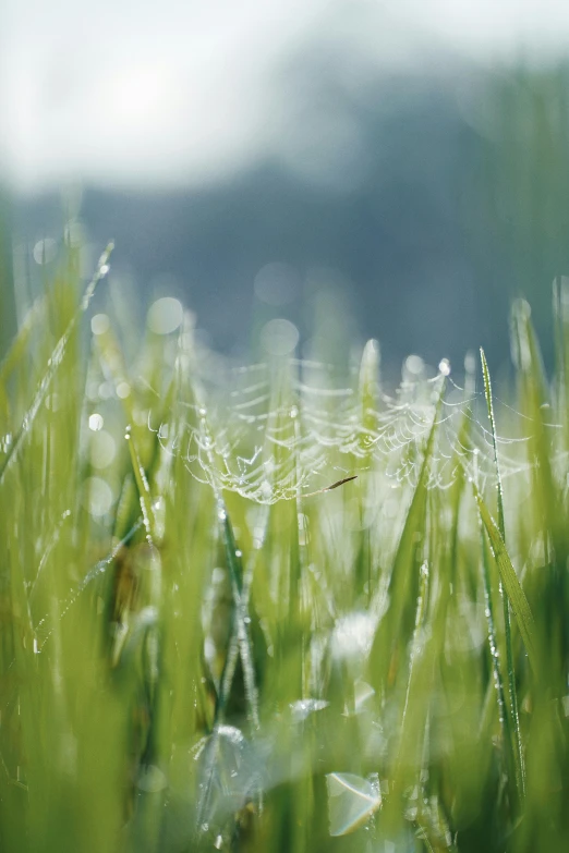 a spider web in the middle of a field of grass, by Paul Davis, medium format. soft light, green mist, dewdrops, gardening