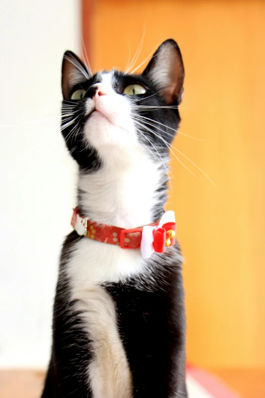 a black and white cat wearing a red collar, gold collar, promo image, wearing collar on neck, marmalade