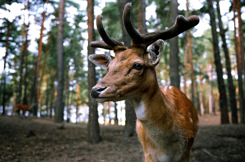 a close up of a deer in a forest, shot with hasselblad, photograph