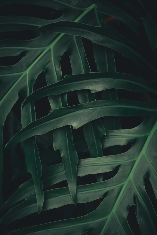 a bunch of green leaves on a black background, pexels contest winner, tropical vibe, organic lines, instagram post, abstract