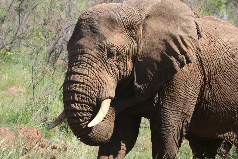 an elephant that is standing in the grass, by Terese Nielsen, pexels contest winner, hurufiyya, african facial features, “ iron bark, old male, upscaled to high resolution