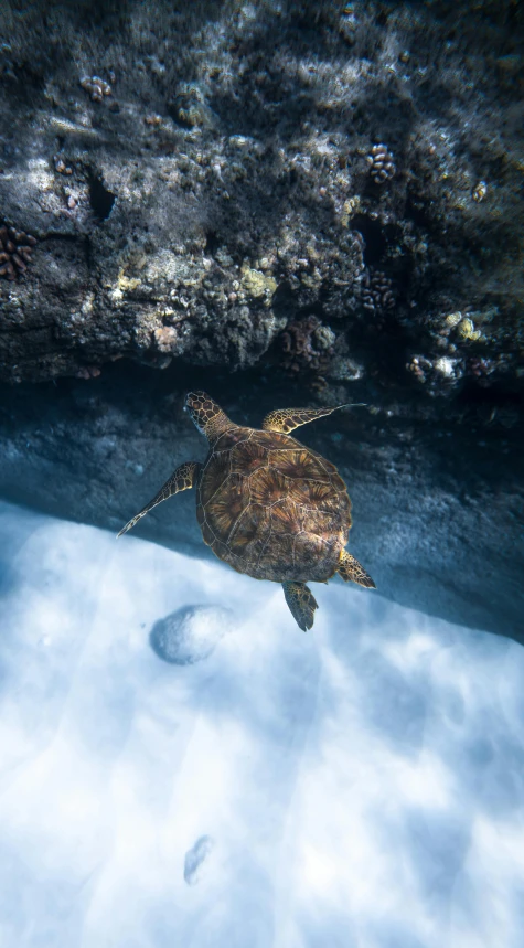 a turtle that is swimming in the water, an album cover, by Greg Rutkowski, unsplash contest winner, in an icy cavern, kauai, bird view, underbody