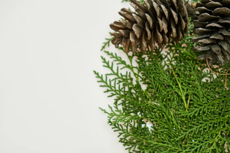 a couple of pine cones sitting on top of a green plant, an album cover, by Carey Morris, pexels, background image, on a white table, high detail photo, winter photograph