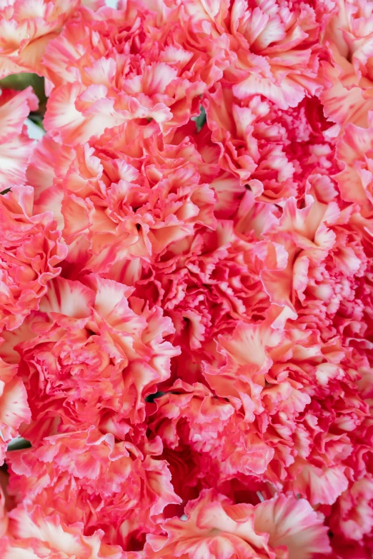 a close up of a bunch of pink carnations, inspired by Gentile Bellini, baroque, avant garde coral, crisp edges, award-winning crisp details”, glazed