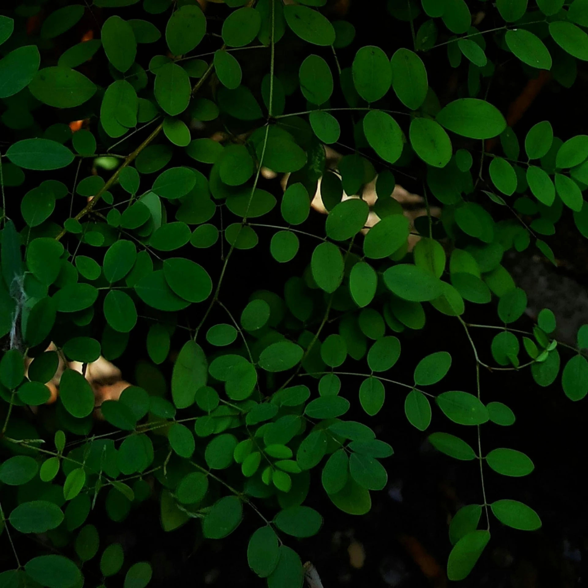 a yellow fire hydrant surrounded by green leaves, an album cover, inspired by Elsa Bleda, hurufiyya, alessio albi, as seen from the canopy, moringa oleifera leaves, against a deep black background