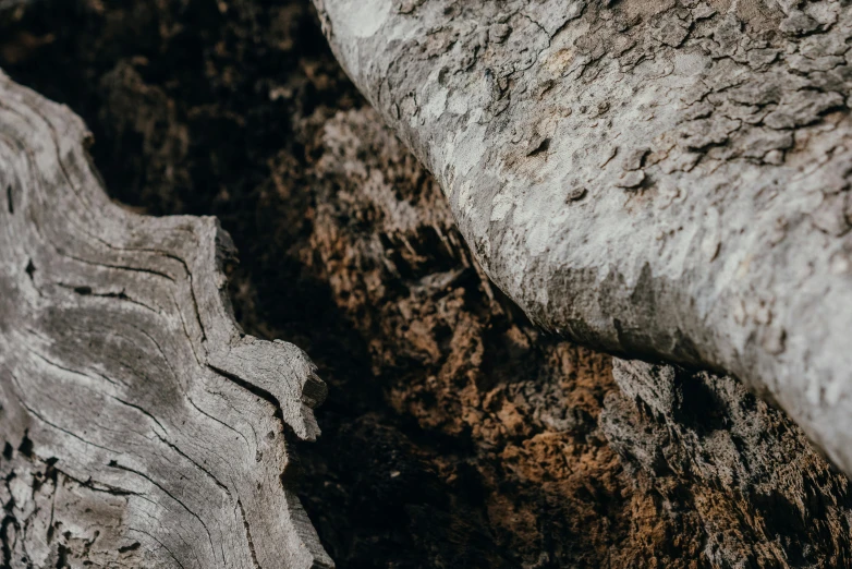 a piece of wood sitting on top of a pile of dirt, a macro photograph, by Adam Marczyński, pexels contest winner, visual art, background image, caves, close-up product photo, bark