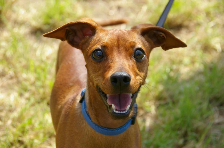 a brown dog standing on top of a lush green field, round teeth and goofy face, breed russian brown toy terrier, image, close - up photograph