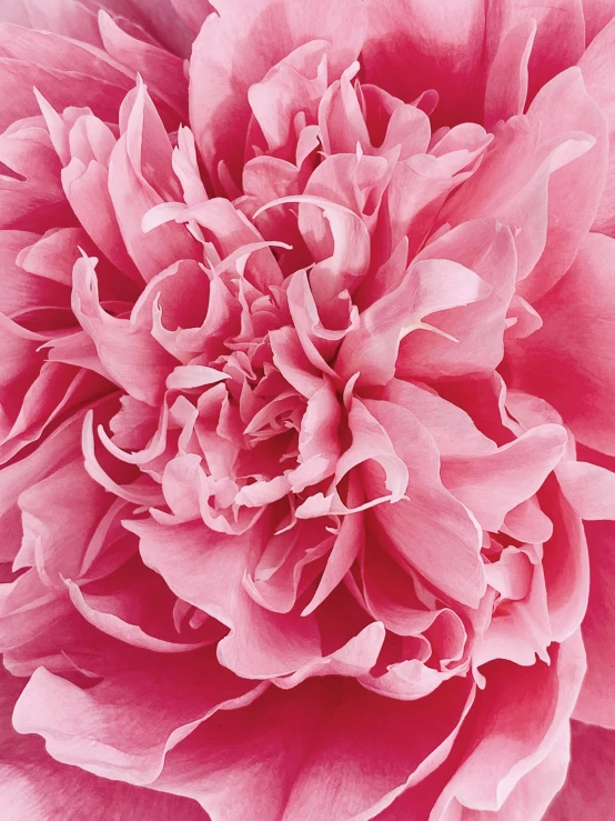 a close up of a pink flower on a white background, an album cover, by Carey Morris, hyperrealism, ((pink)), joel meyerowitz, detail shot, peony