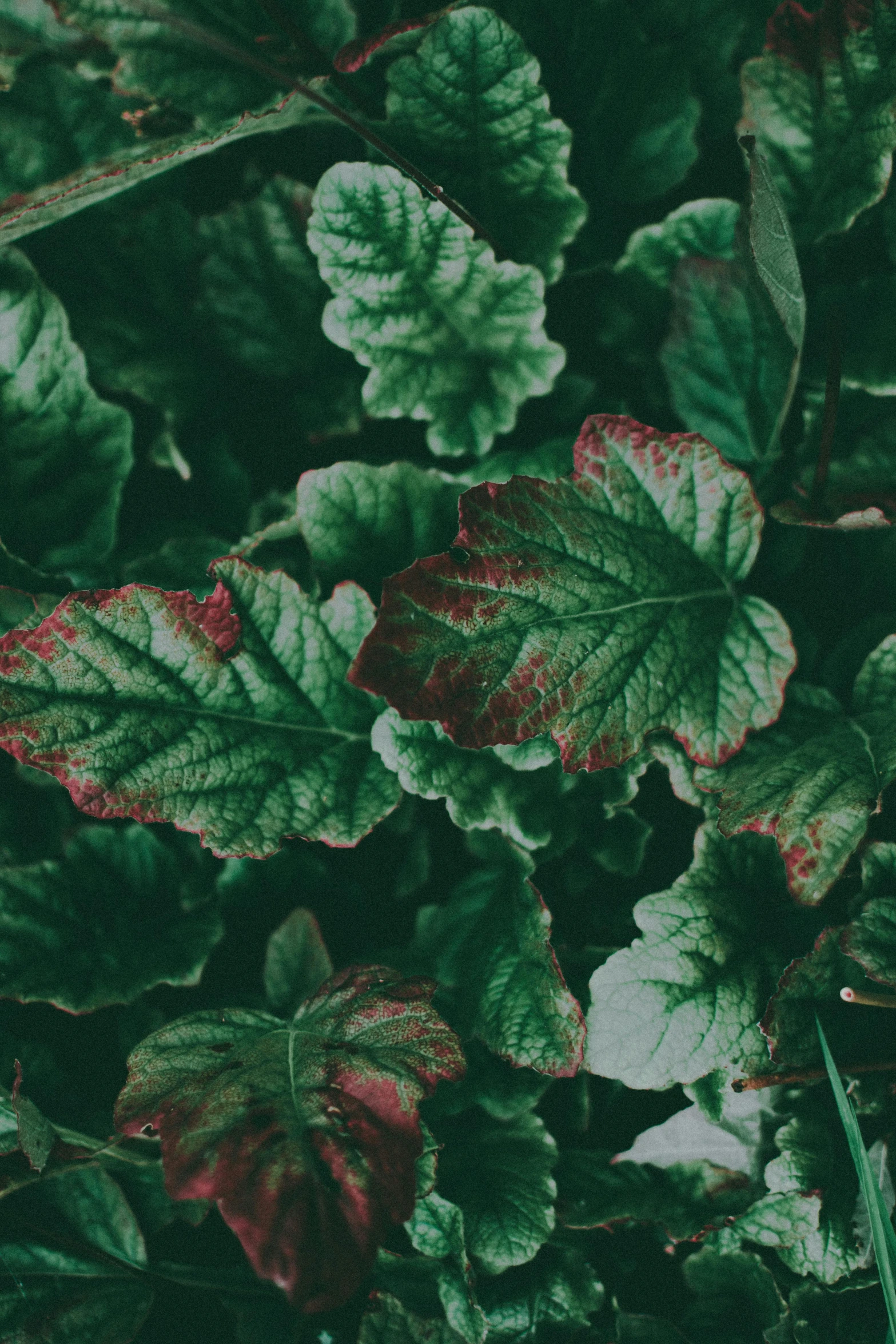 a close up of a plant with green and red leaves, inspired by Elsa Bleda, trending on unsplash, renaissance, peppermint motif, grainy vintage, plants allover, unsplash photo contest winner