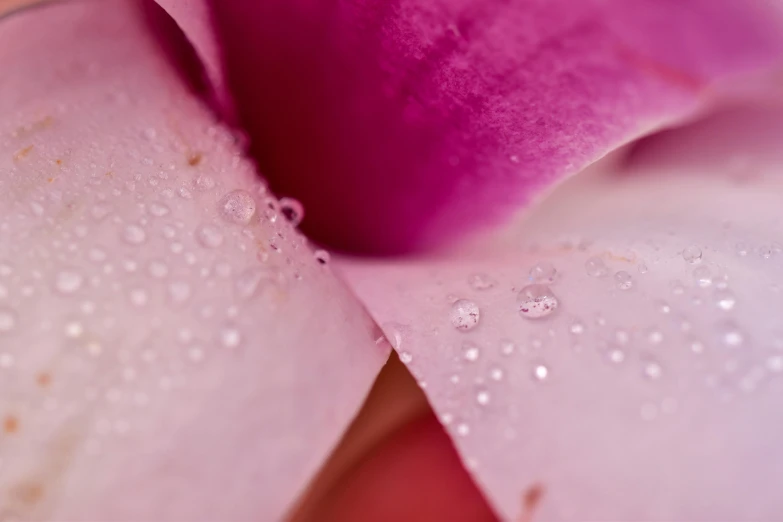 a close up of a flower with water droplets on it, a macro photograph, by Jan Rustem, unsplash, petal pink gradient scheme, magnolias, taken in the late 2010s, medium close up shot
