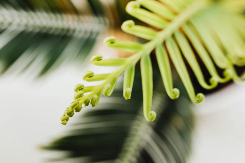 a close up of a plant with green leaves, by Carey Morris, trending on pexels, art nouveau, tree ferns, flowers and stems, maritime pine, plants in scientific glassware