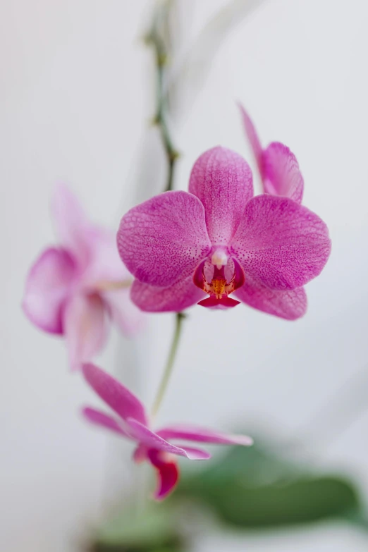 a close up of a pink flower in a vase, orchid stems, subtle detailing, highly polished, hanging