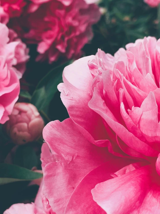 a close up of a bunch of pink flowers, trending on unsplash, no cropping, peony, instagram story, banner