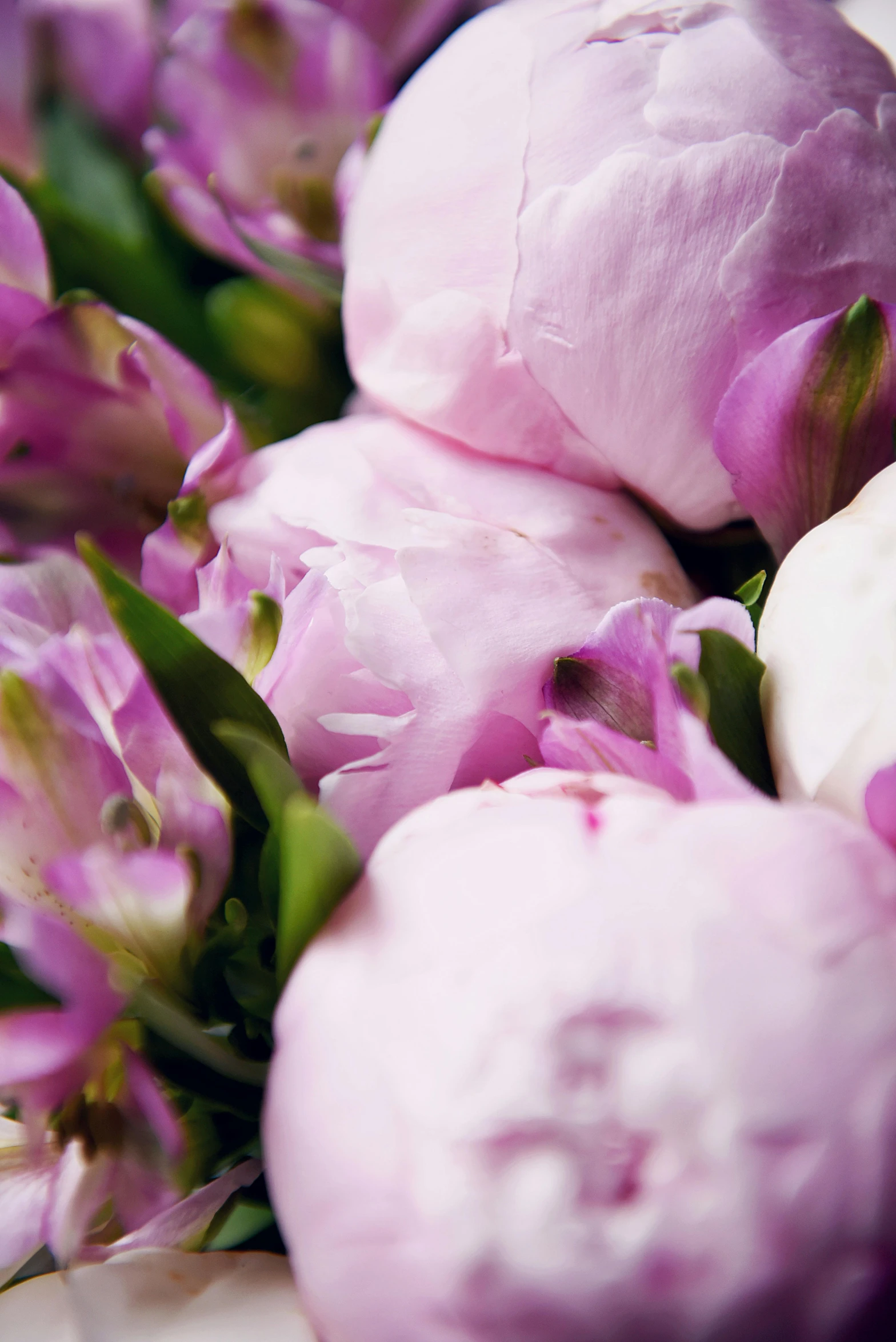 a close up of a bunch of pink flowers, award-winning crisp details”, light purple, peonies, artisanal art