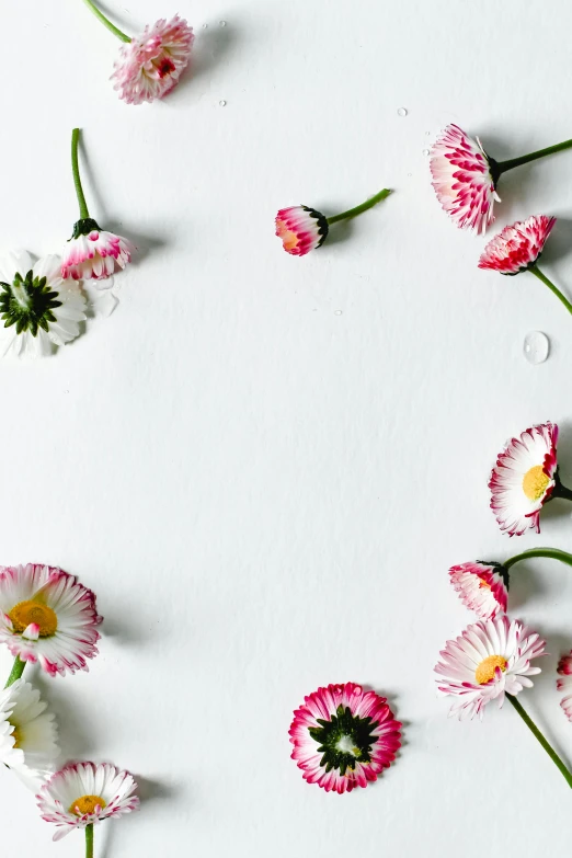 pink and white flowers arranged in a circle, poster art, by Matthias Stom, trending on unsplash, modelling, on a white table, banner, background image