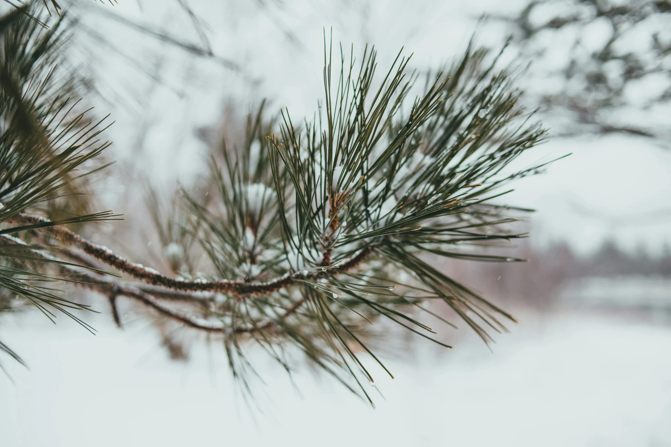 a close up of a pine tree branch in the snow, trending on pexels, grey, muted green, classic portrait, multiple stories