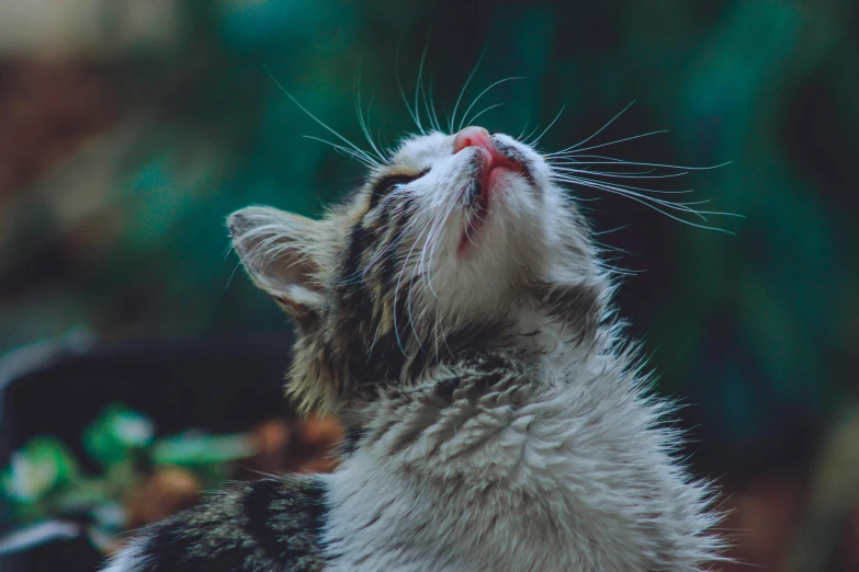 a close up of a cat with its eyes closed, trending on unsplash, happening, looking up to the sky, licking out, liquid cat, commercially ready