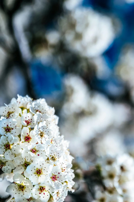 a bunch of white flowers on a tree, a macro photograph, by Niko Henrichon, unsplash, baroque, blue sky, background image