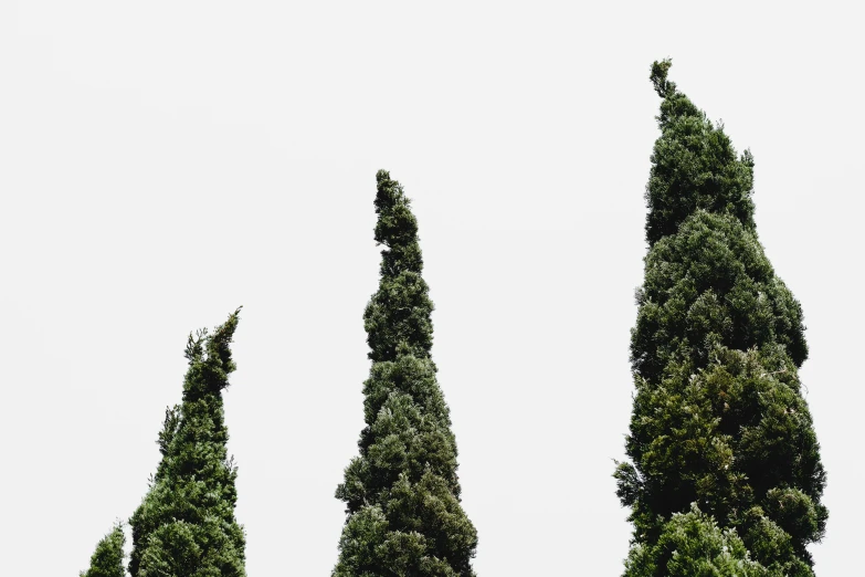 a couple of trees that are next to each other, an album cover, by Carey Morris, unsplash, postminimalism, asymmetrical spires, cypress trees, set against a white background, the three moiras