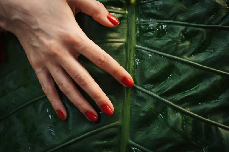 a close up of a person's hand on a leaf, an album cover, inspired by Elsa Bleda, pexels contest winner, olive green and venetian red, nails, lush jungle, sustainable materials