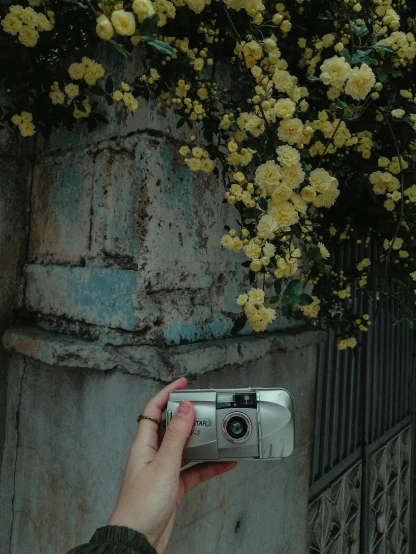 a person taking a picture with a camera, inspired by Elsa Bleda, with yellow flowers around it, grunge aesthetic, an aesthetic!, kodak porta