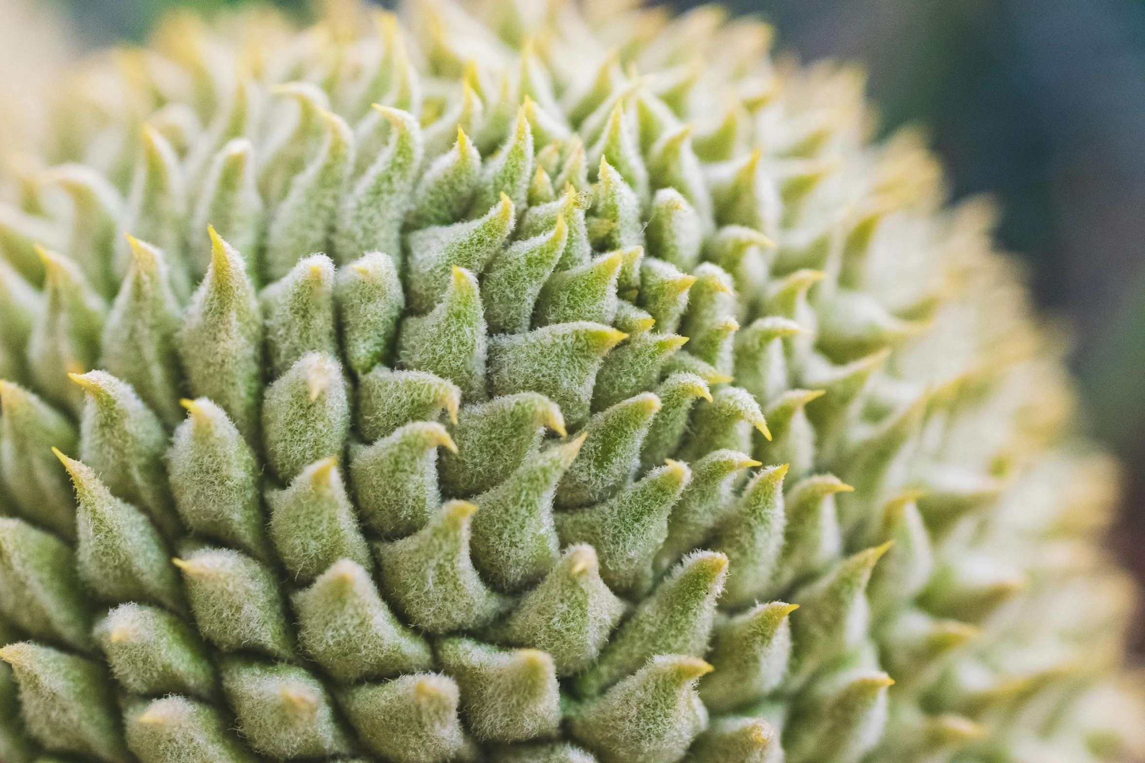 a close up of a plant with green leaves, a macro photograph, inspired by Grillo Demo, trending on pexels, cone shaped, spines, giant flower head, megascans texture