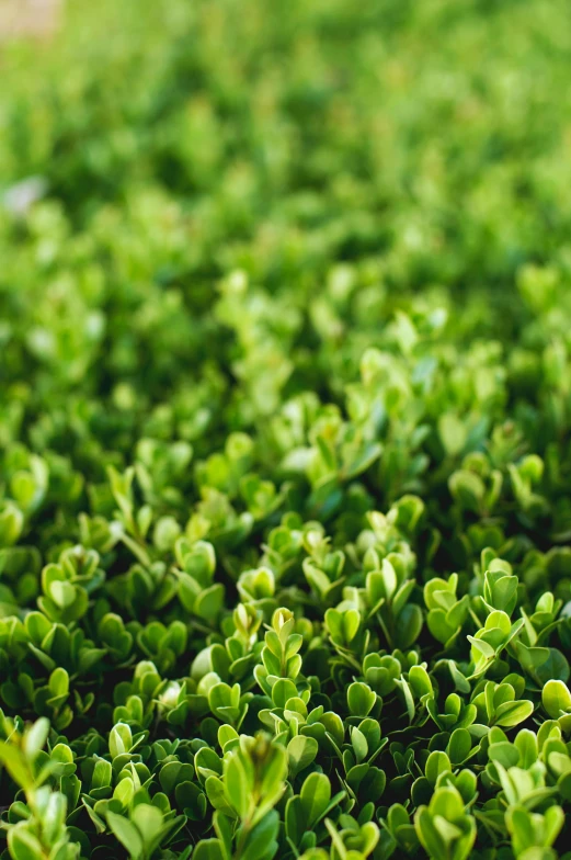a close up of a bunch of green plants, by Jason Felix, textured like a carpet, high dof, verdant topiary, softly backlit