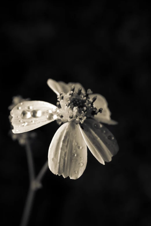 a black and white photo of a flower, unsplash, tonalism, paul barson, day after raining, medium format, concert