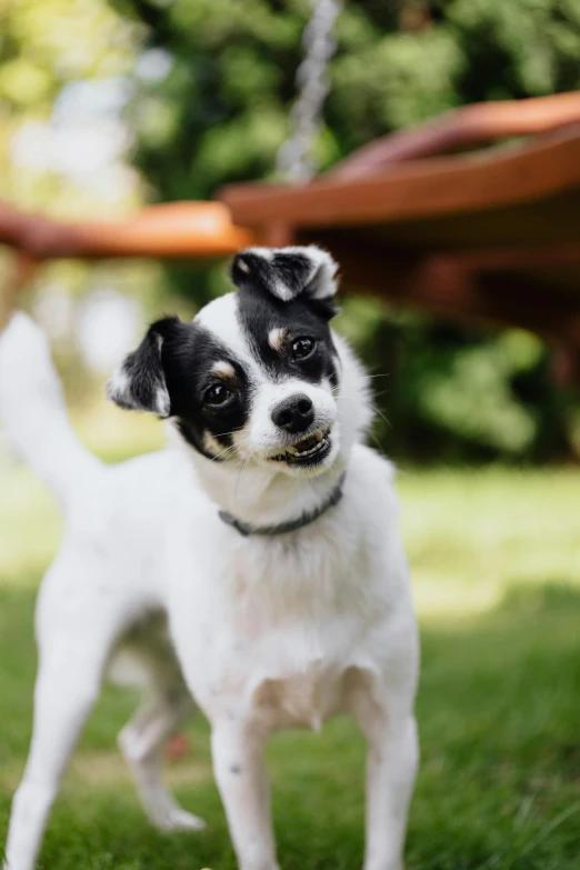 a small dog standing on top of a lush green field, square, carrington, white, smiling playfully