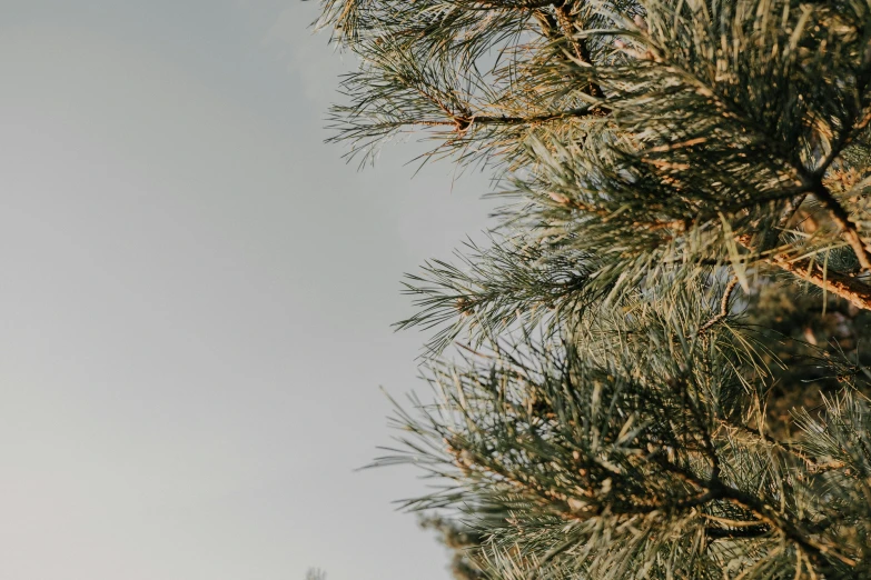 a couple of birds sitting on top of a tree, by Carey Morris, trending on pexels, postminimalism, pine tree, bottom body close up, clear sky above, ((trees))