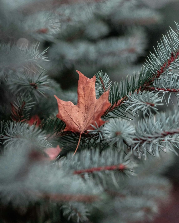 a close up of a leaf on a tree, an album cover, trending on pexels, christmas tree, lgbt, background image, 🌲🌌