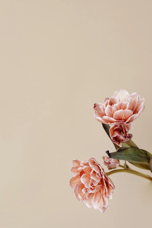 a vase filled with pink flowers on top of a table, a digital rendering, trending on unsplash, muted brown, made of silk paper, alberto seveso and dan mccaw, detail shot