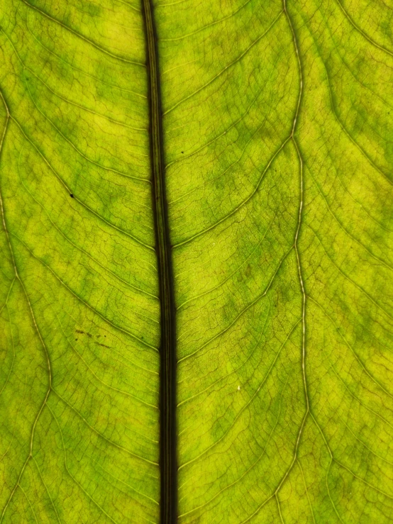 a close up view of a green leaf, by Sven Erixson, full frame image, yellowed, biophilia, tall thin