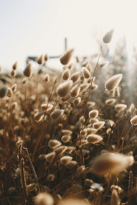 a field of tall grass with the sun in the background, inspired by Elsa Bleda, trending on unsplash, dried flowers, vsco film grain, macro furry, willows