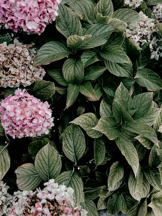 a bunch of flowers that are next to each other, by Carey Morris, unsplash, green leaves, hydrangea, photo taken on fujifilm superia, made of leaves