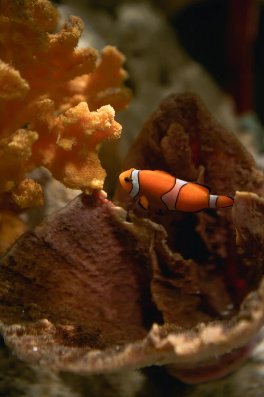 a close up of a clown fish in an aquarium, a picture, by Dave Melvin, reddit, fan favorite, grainy, petite, mini model