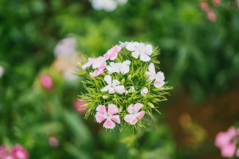 a close up of a flower with pink and white flowers in the background, by Emma Andijewska, unsplash, small plants, green and white, the flower tower, a high angle shot