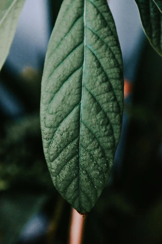 a close up of a leaf on a tree, inspired by Elsa Bleda, trending on pexels, hurufiyya, matte surface, tall, indoor shot, multiple stories