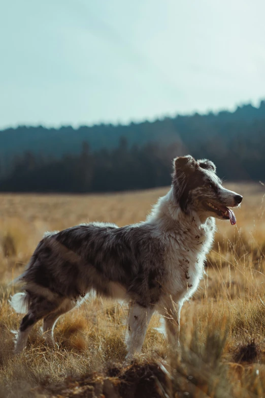 a dog that is standing in the grass, pexels contest winner, colorado, aussie, full profile, countryside
